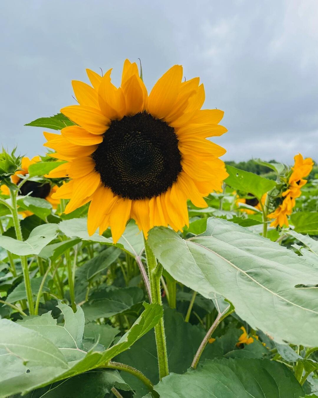 We will be closed Wednesday this week to give the farmers some rest after the 3 day weekend.  We will be back in action Thursday through the weekend for full fall activities!  Apples, pumpkins, the corn maze and more await :) treworgyorchards.com