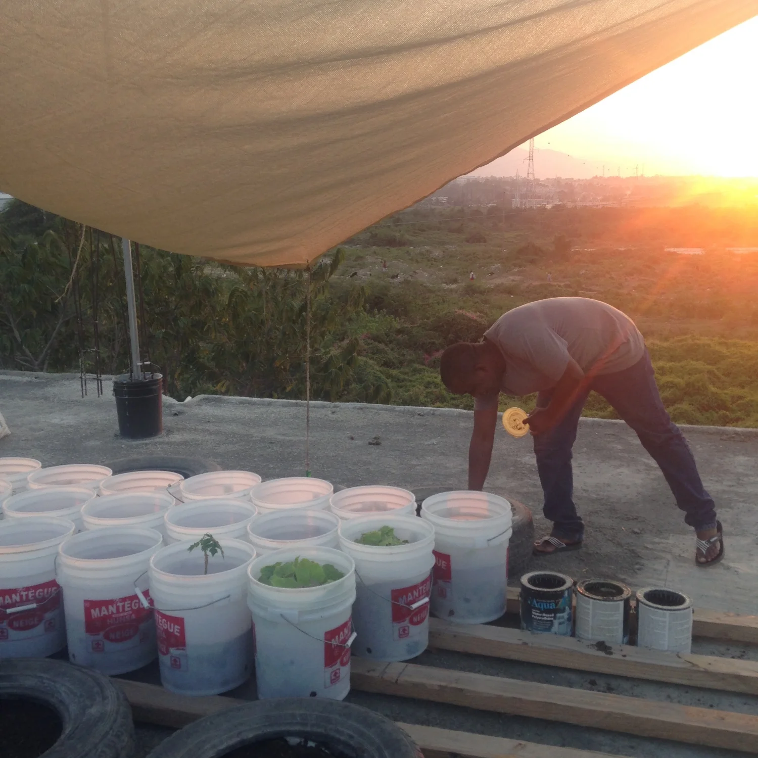 The roots of our rooftop garden, tended by our leather artisan, Adelson. 