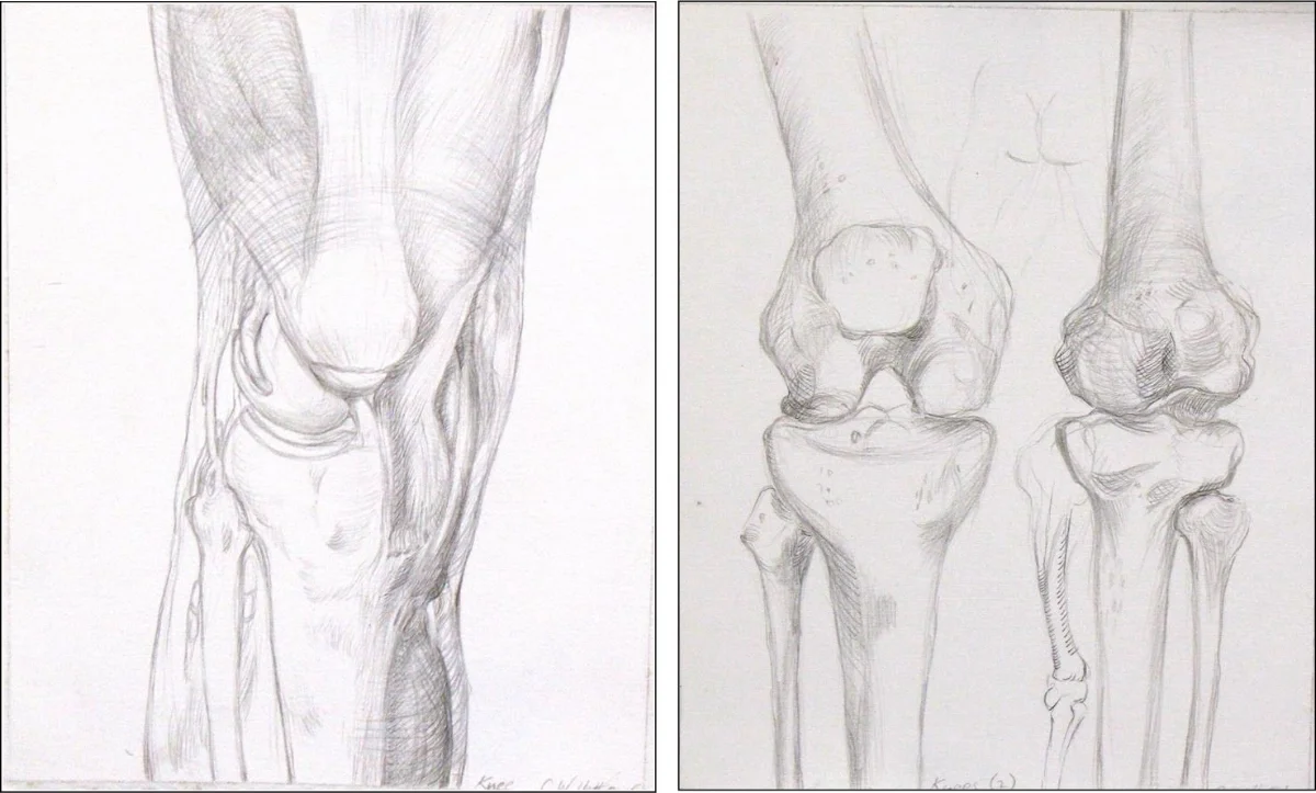 knee studies