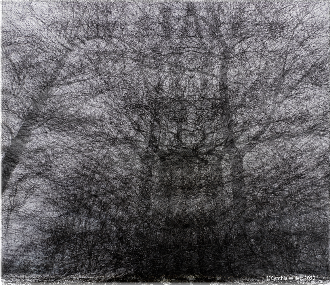 Evening Forest--Winter