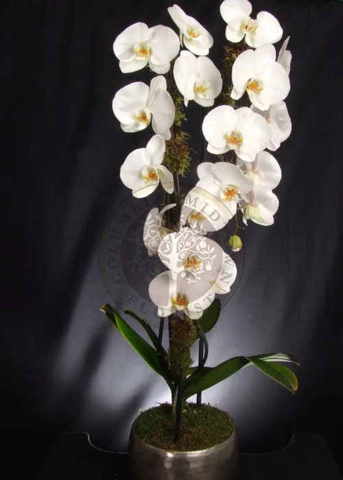 Orchids Delivery Beautiful White Orchid Delivery Near Me NYC