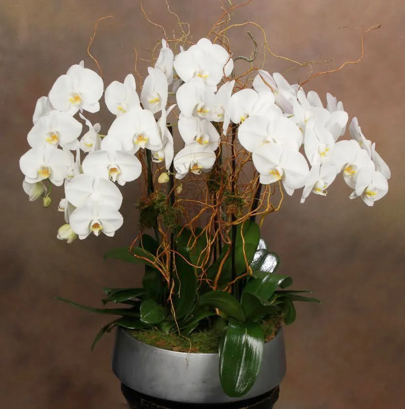 orchids+large copy.jpg