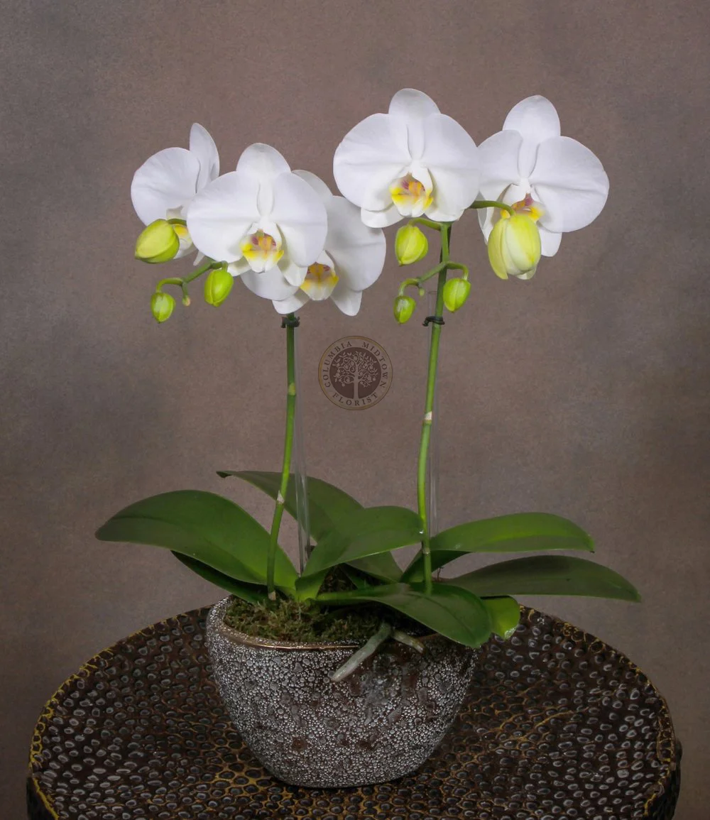 Christmas Flowers NYC Flower Delivery NYC . Holiday Flower Delivery Hanukkah Flower Delivery NYC