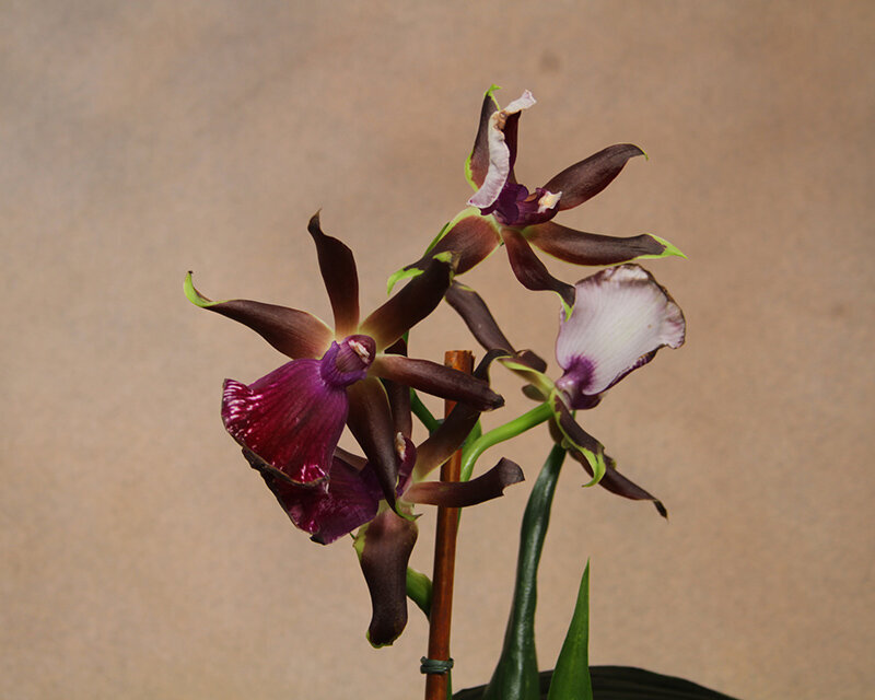 exotic.orchid5.jpg