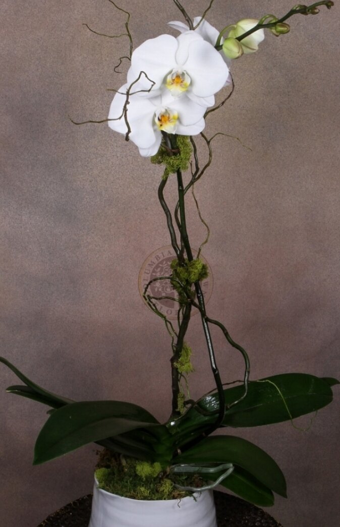 orchid2.jpeg