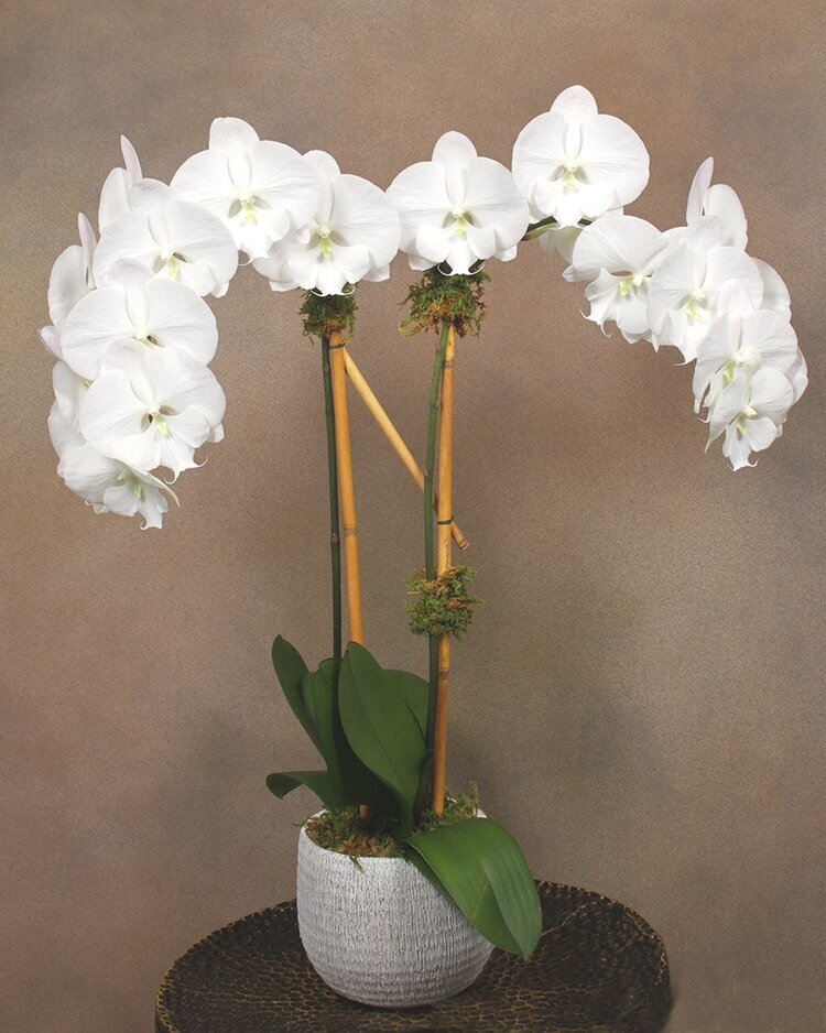 white.orchid.jpg