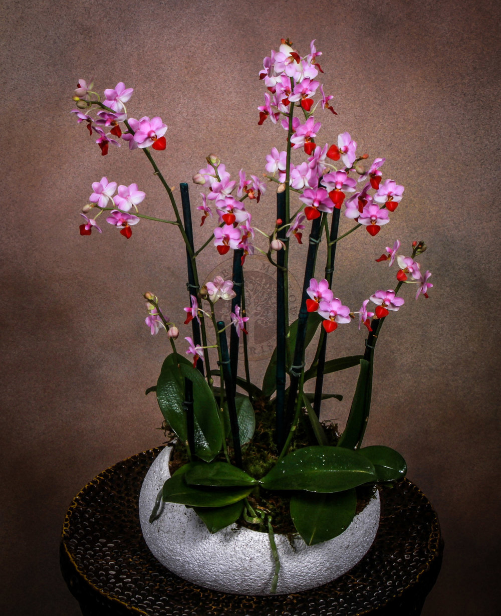 Blush_Orchids+copy.jpg