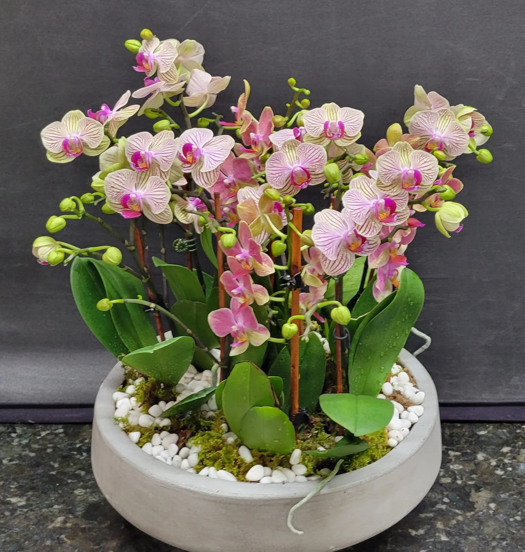 SUMMER ORCHID GARDEN