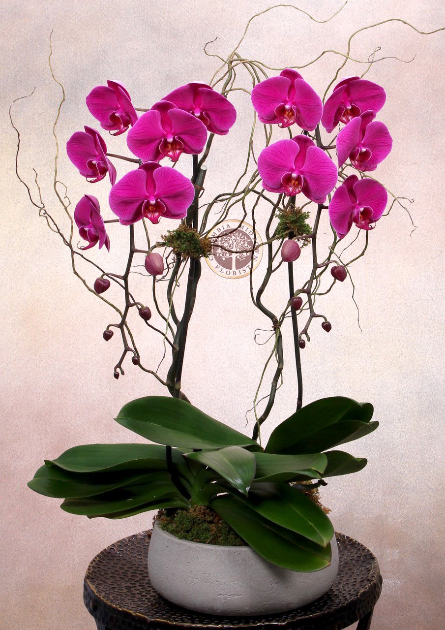 orchid delivery NYC.jpg