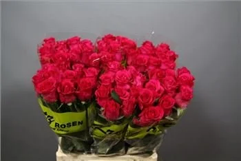 Opulent Red Roses and the Best Flower Delivery in NYC