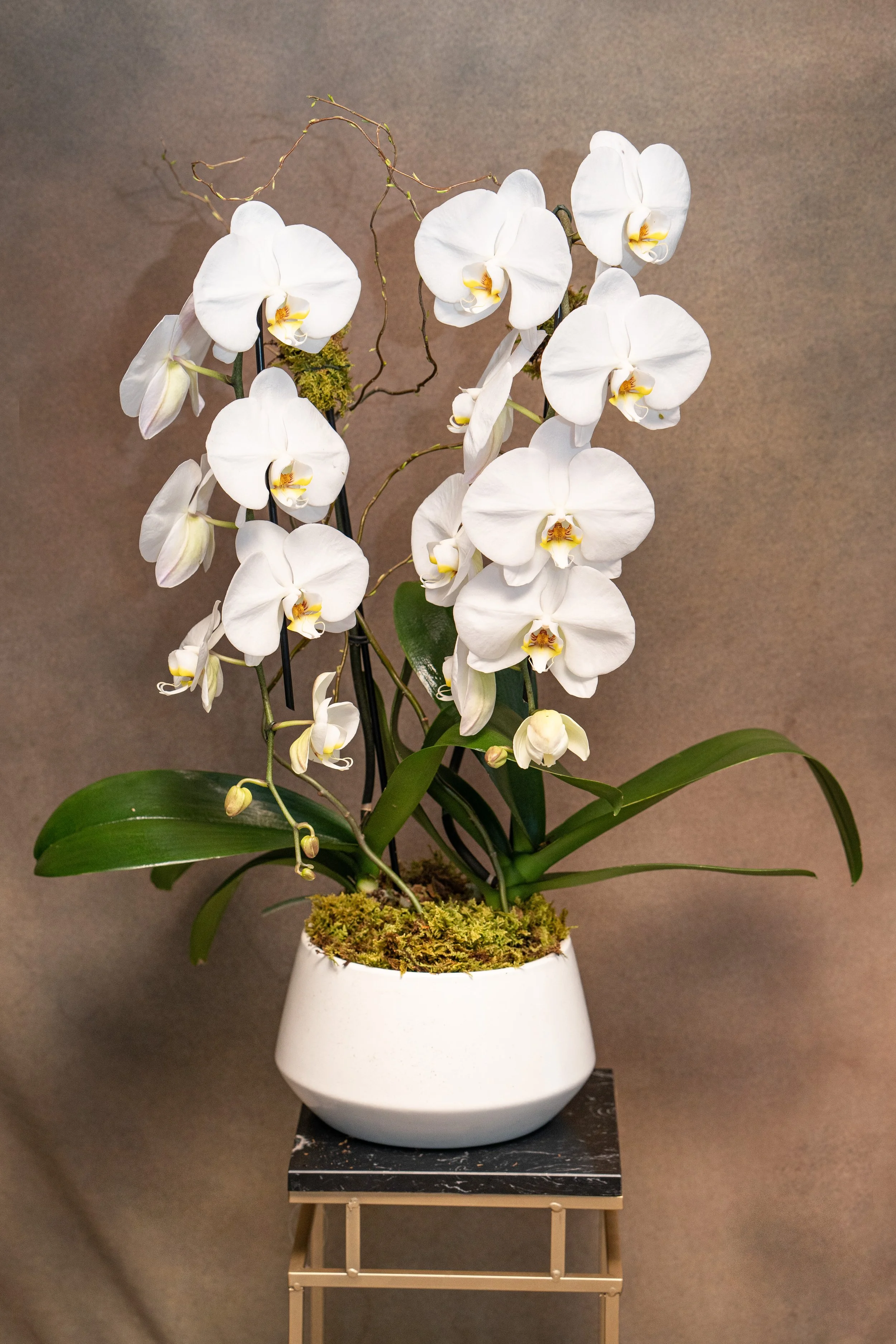 DOUBLE CASCADING ORCHID