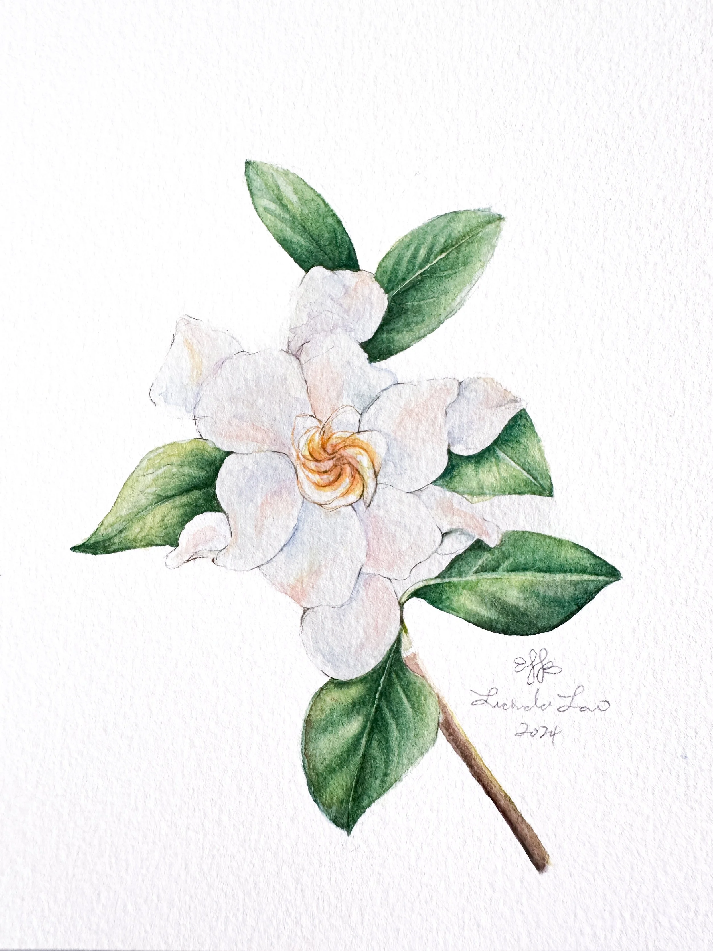 Gardenia