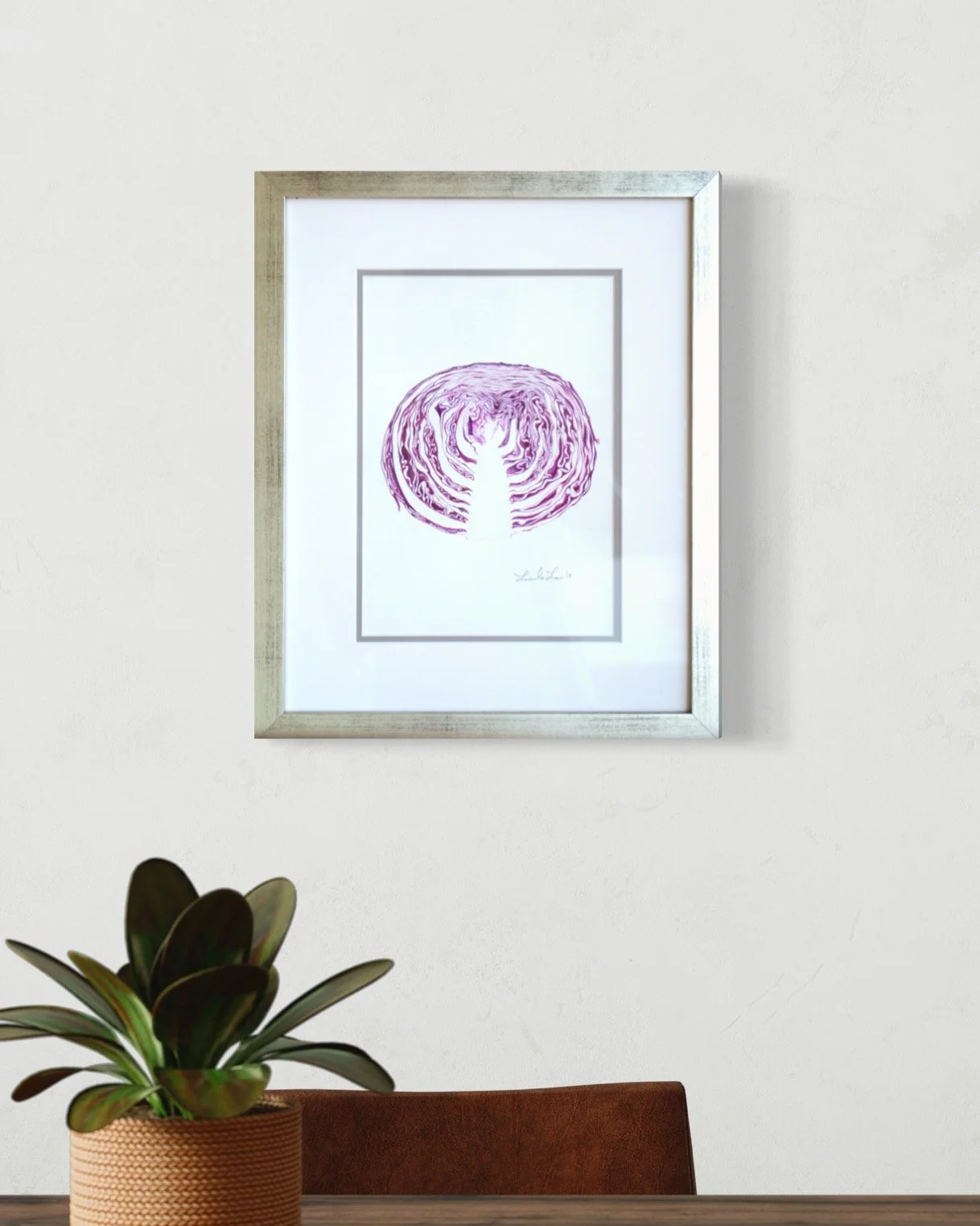 Purple Cabbage (Brassica oleracea) 