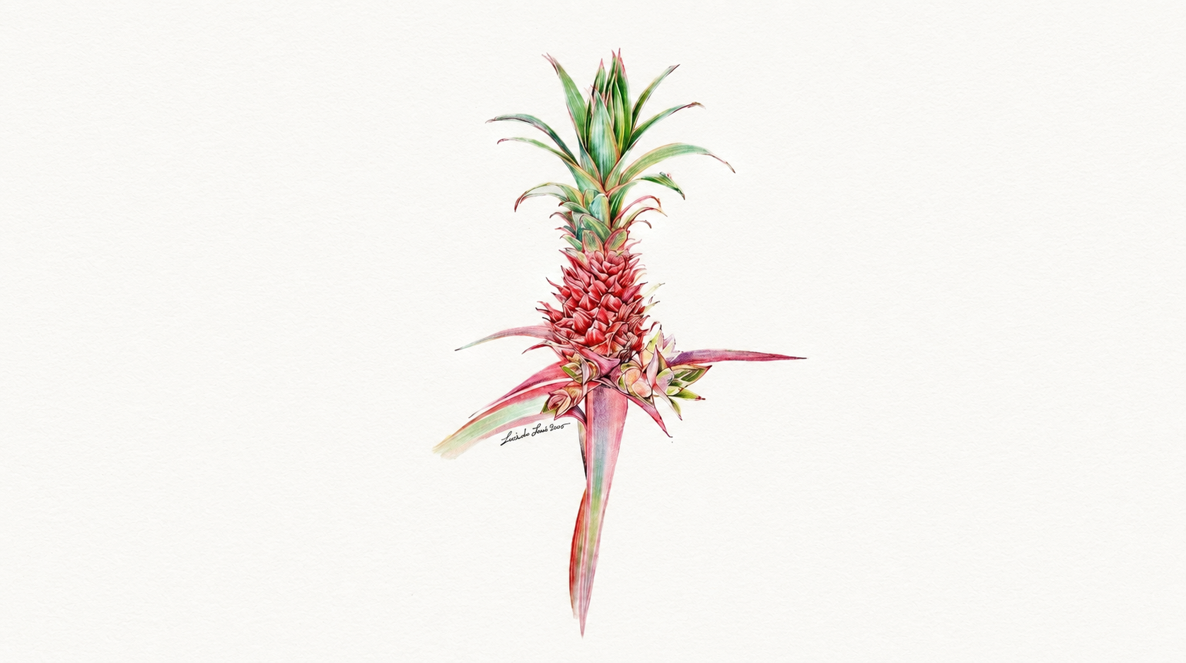 pineapple_11.png