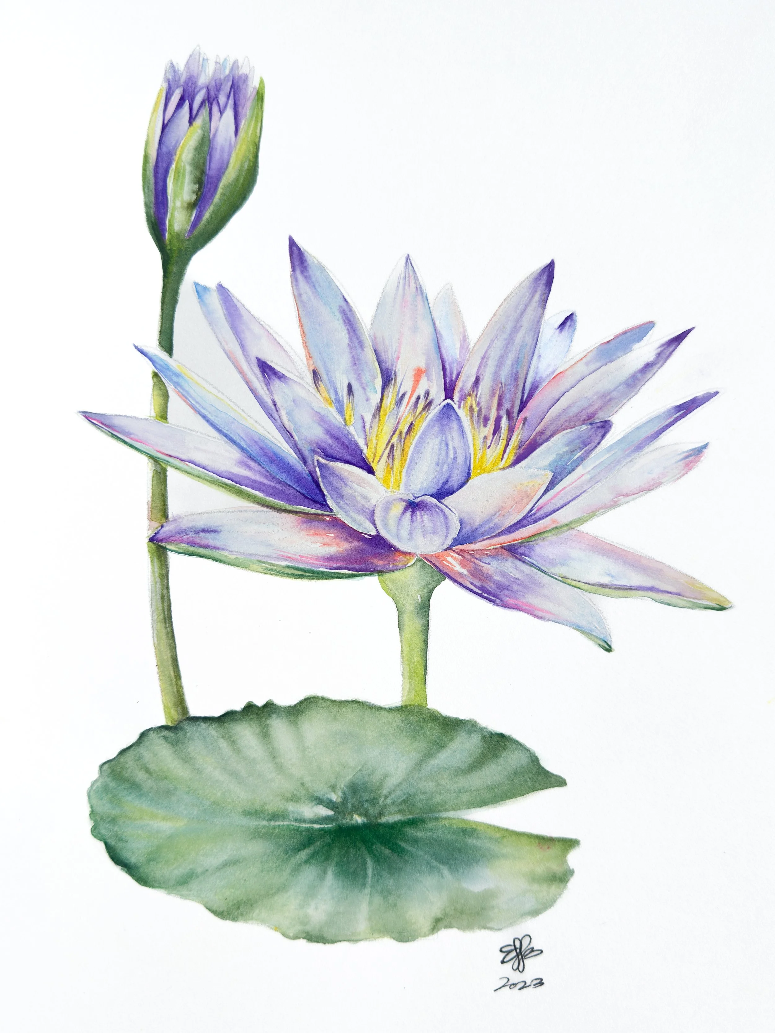 Nymphaea ‘Caerulea’ No. 3