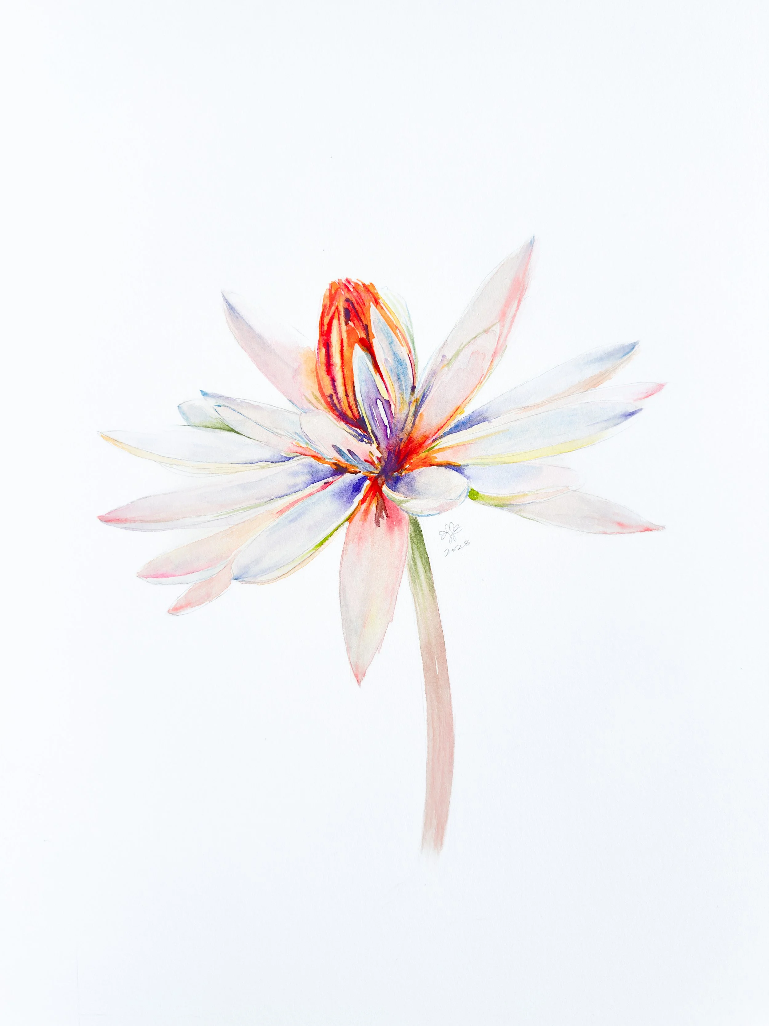 Nymphaea ‘Texas Shell Pink’