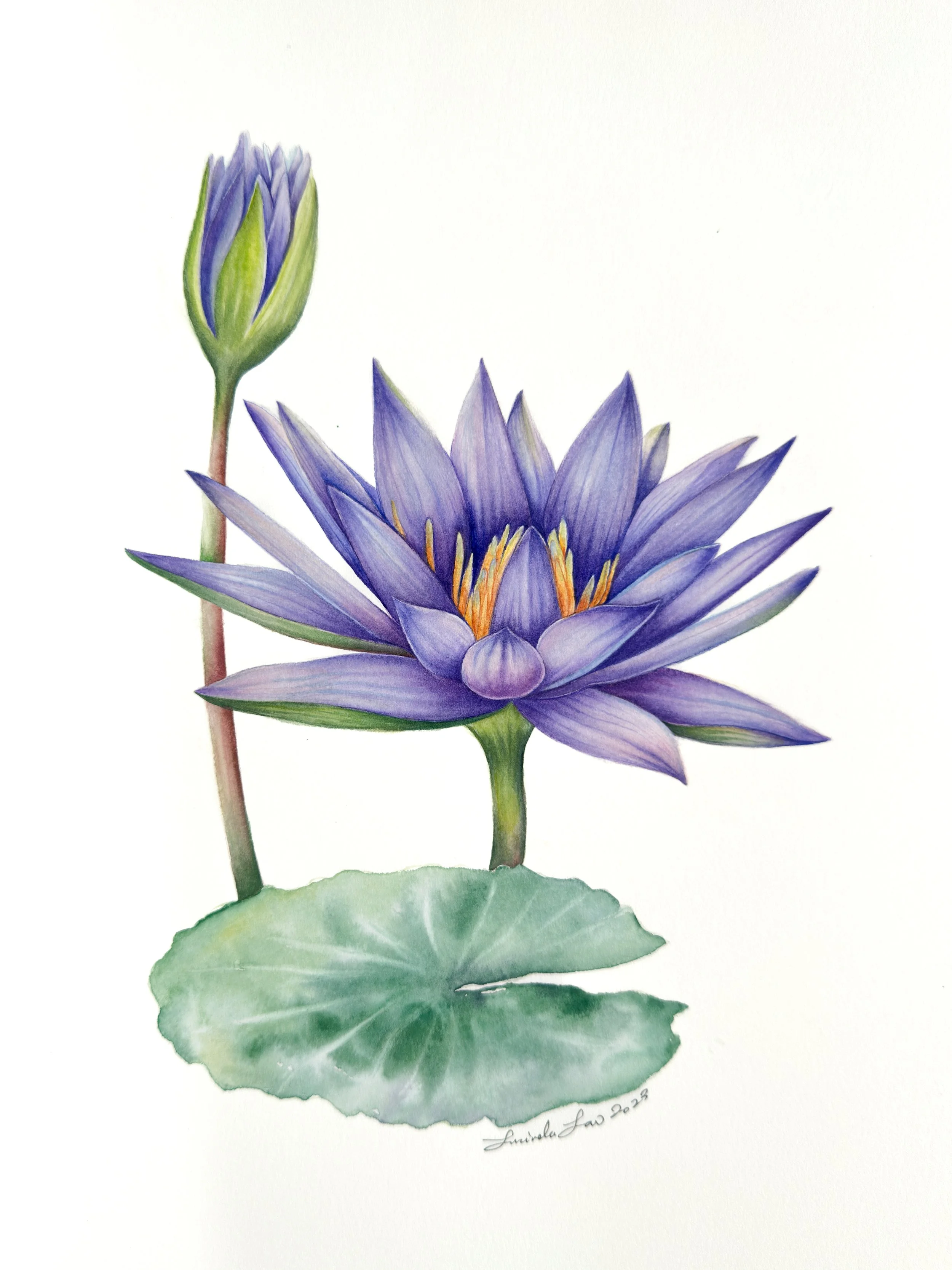 Nymphaea ‘Caerulea’ No. 1