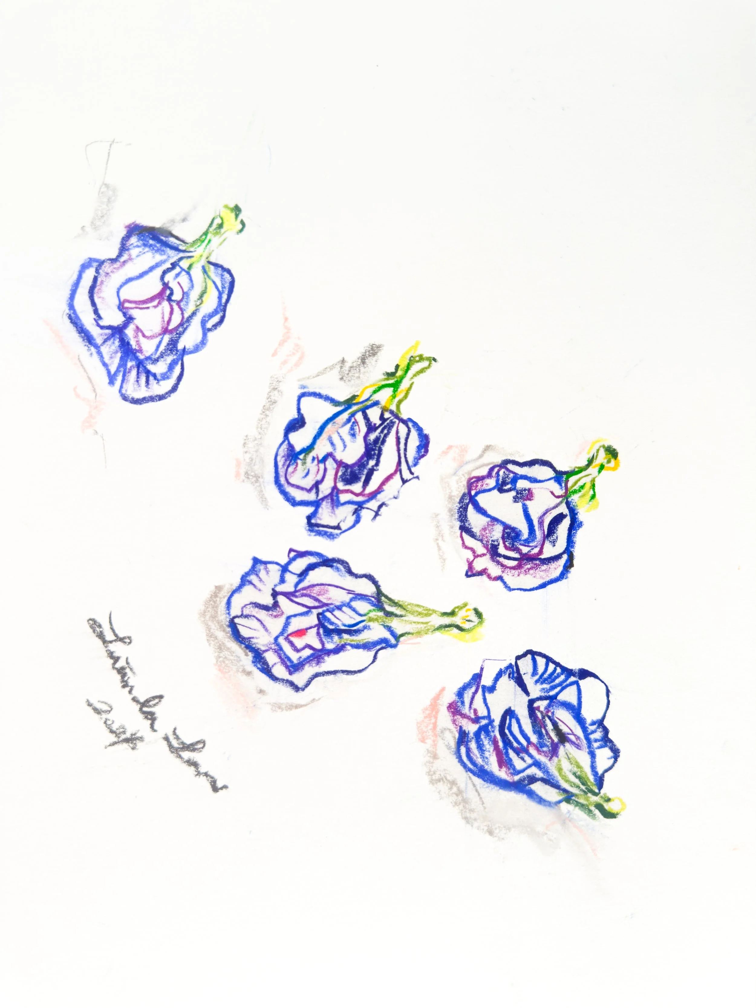 Clitoria ternatea - Fresh Picks