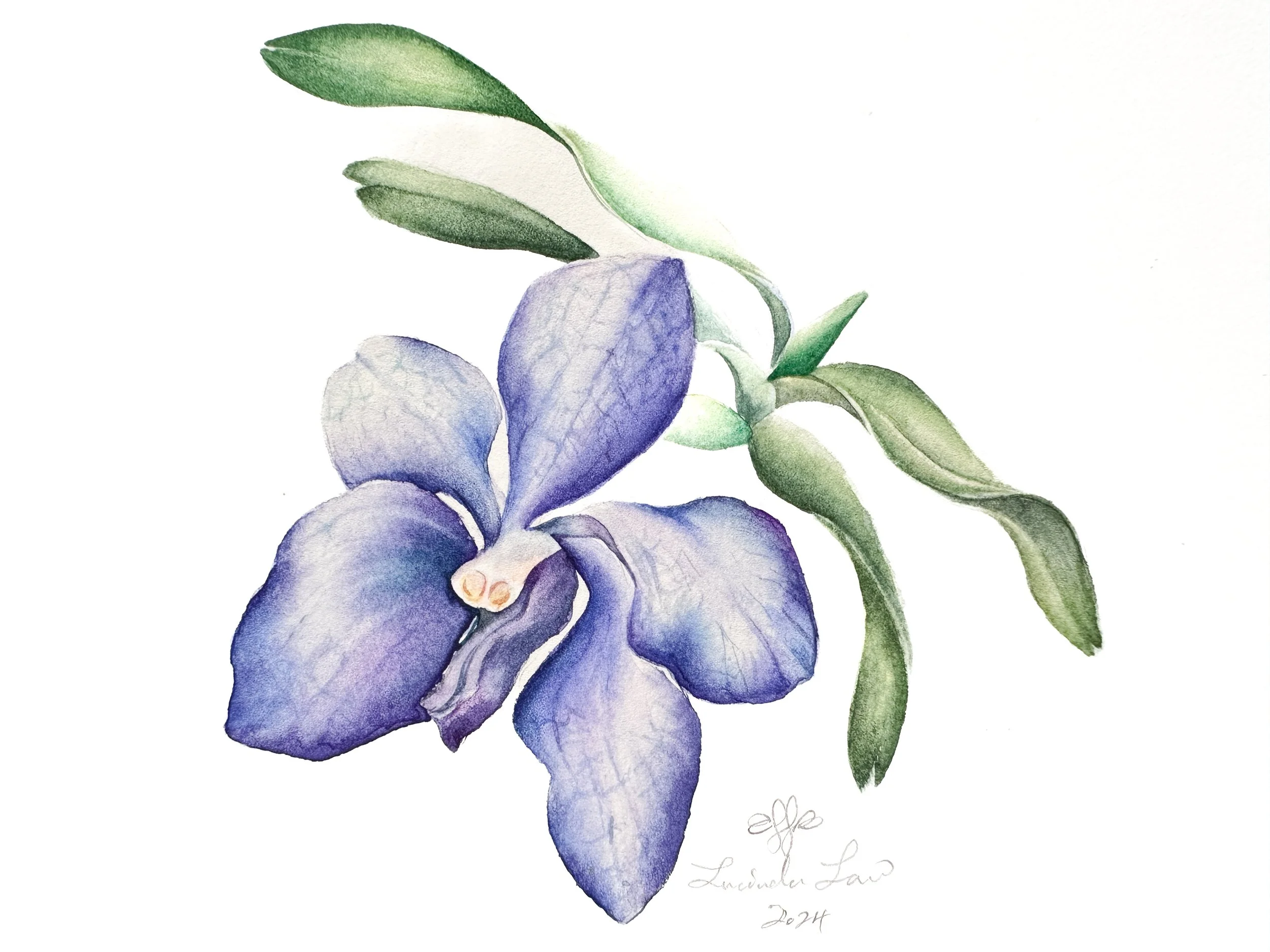 Vanda Coerulea