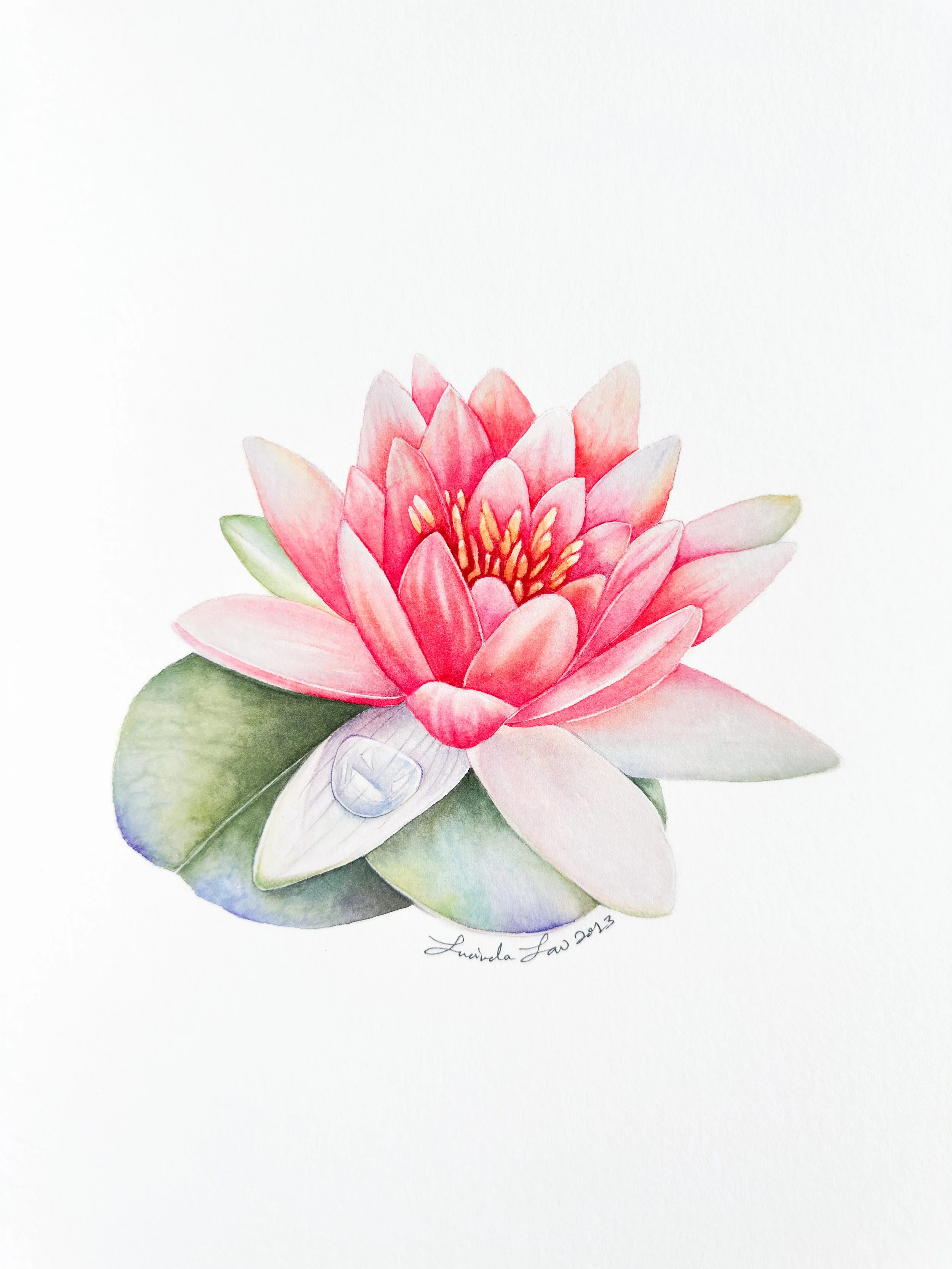 Nymphaea ‘Splendida’