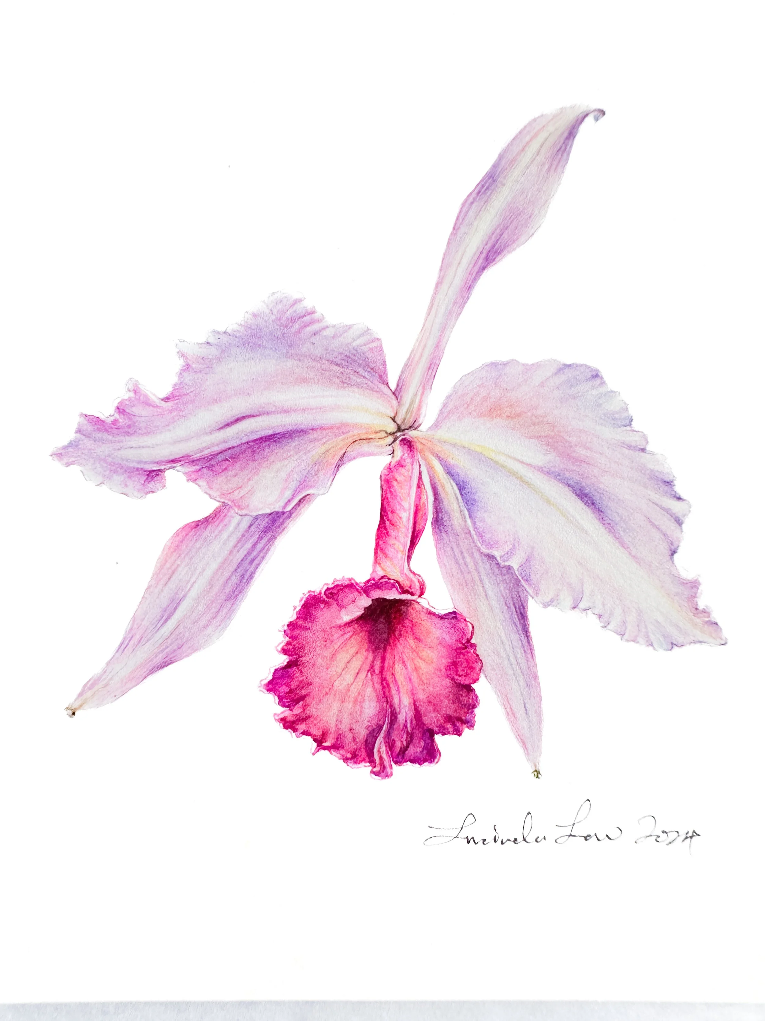 Cattleya Summer Mystery