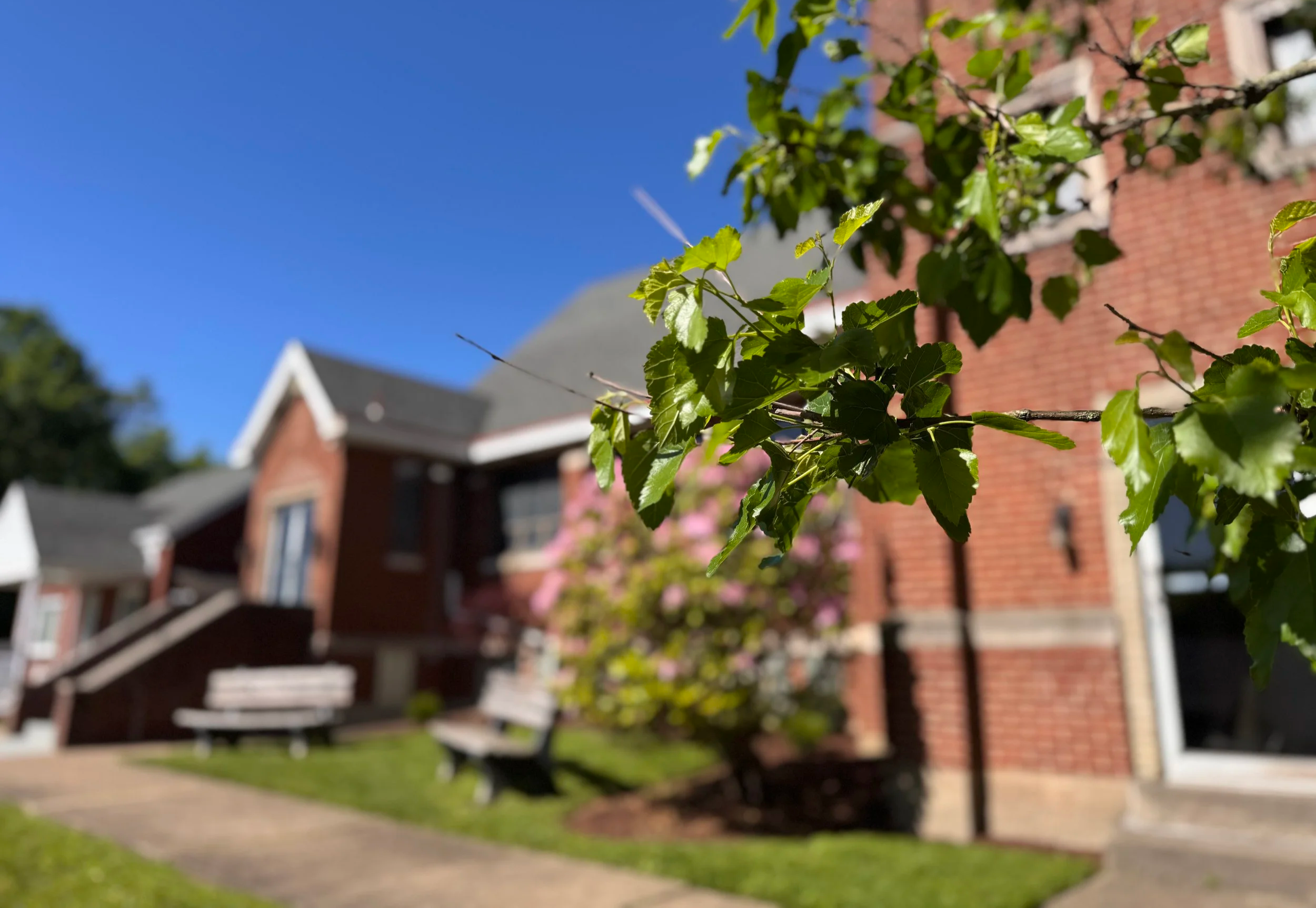 tree.png