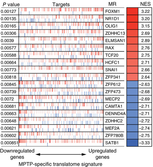 Using MARINa, our lab developed a context-specific brain regulatory network and identified master regulators of the dopaminergic stress response. This strategy could also be used to uncover molecular determinants of other neurodegenerative phenotypes.