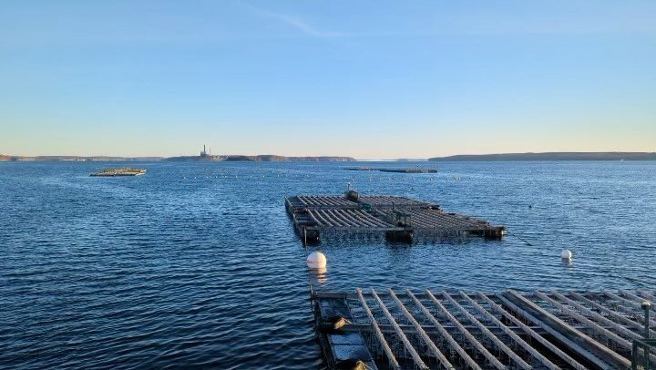 Views from a functioning regenerative IMTA farm! 🌊🌿

As the temps drop and the days get shorter, the ocean farm work continues: we are currently harvesting mussels while also seeding young kelp. 

&ldquo;Integrated multi-tropic aquaculture&rdquo; r