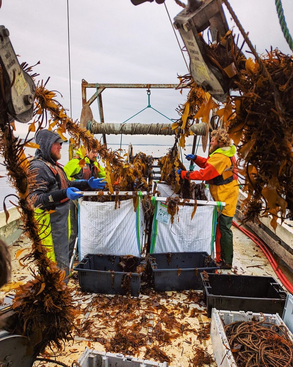 Maine&rsquo;s #kelpharvest is officially underway and we&rsquo;re up to our elbows in it! 🌿🌊 Each spring we get to see the fruits of our labor, after setting out lines of kelp in the fall and letting them grow all winter long, checking on progress 