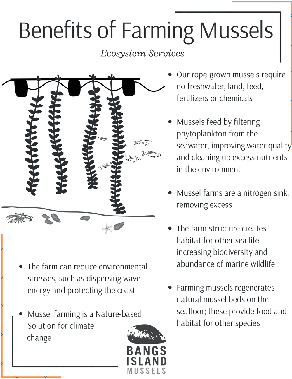 Mussels — Bangs Island Mussels