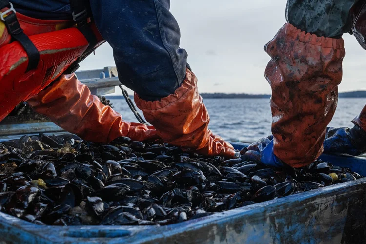 Mussels — Bangs Island Mussels