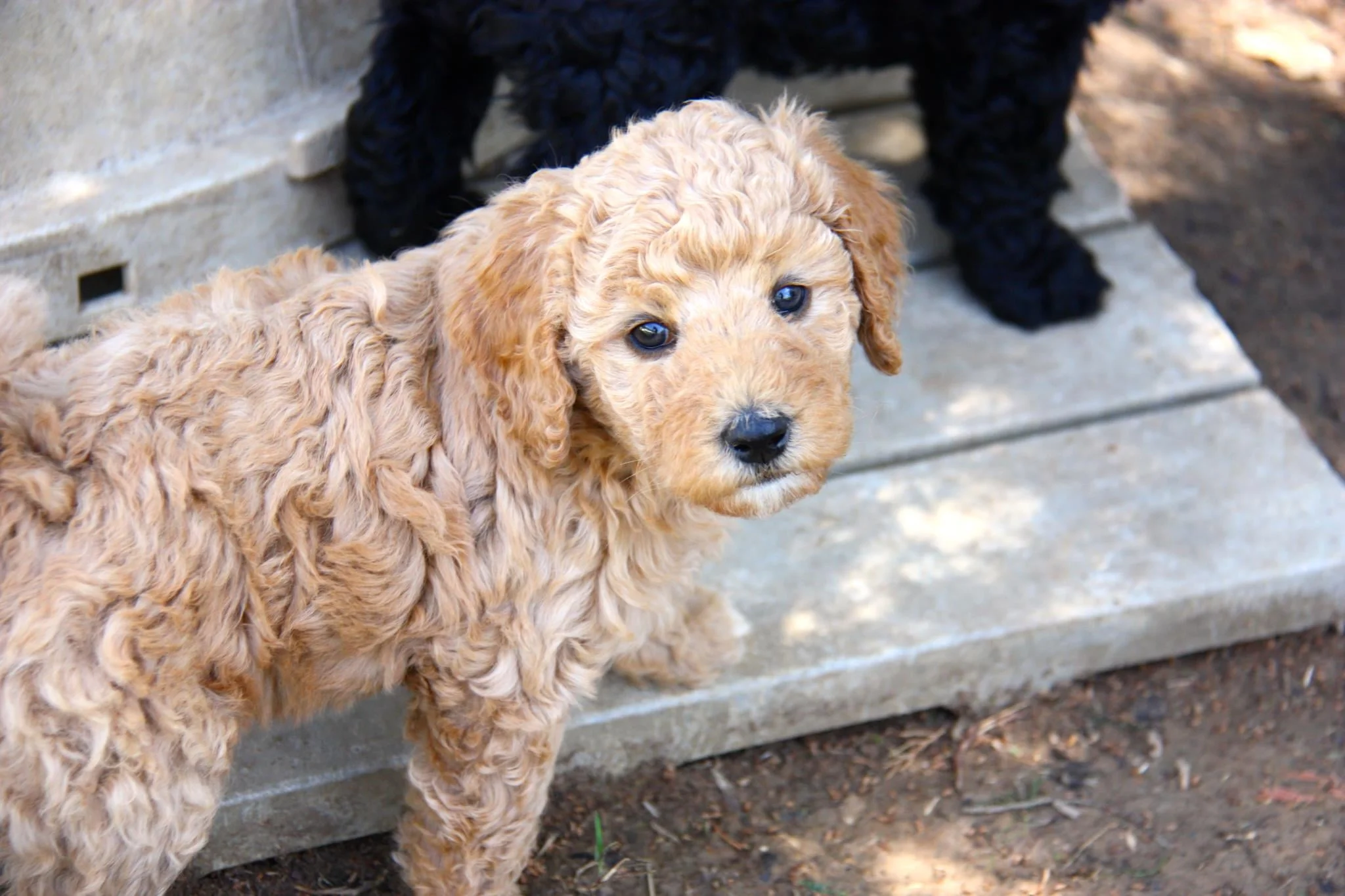 channel 5 dogs behaving badly