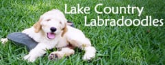 Lake Country Labradoodles