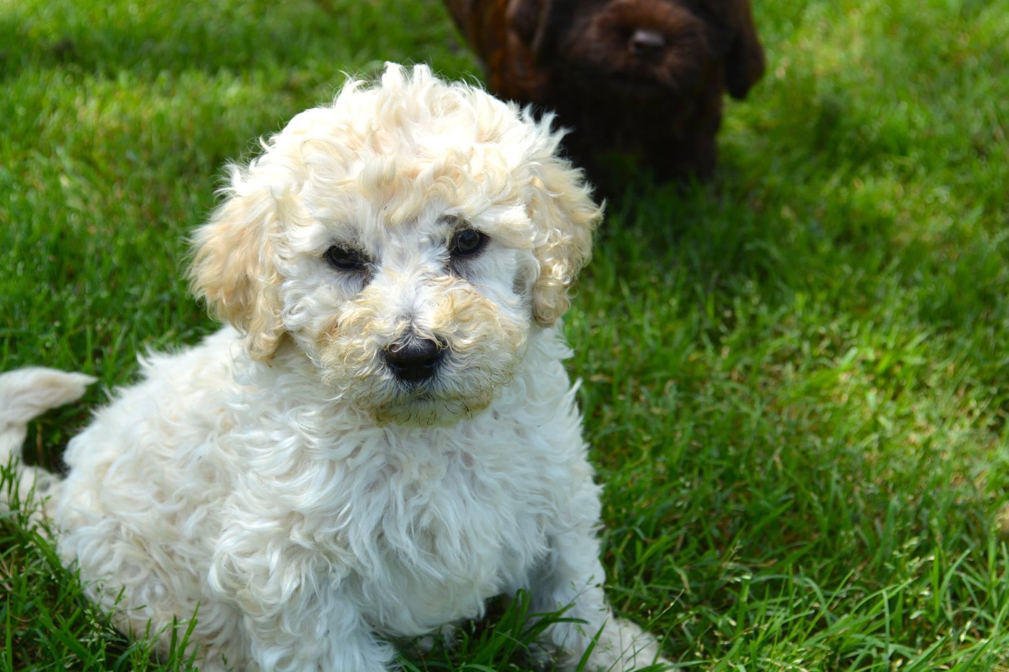 white miniature labradoodle