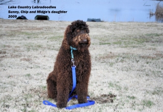 Lake country labradoodles 2025