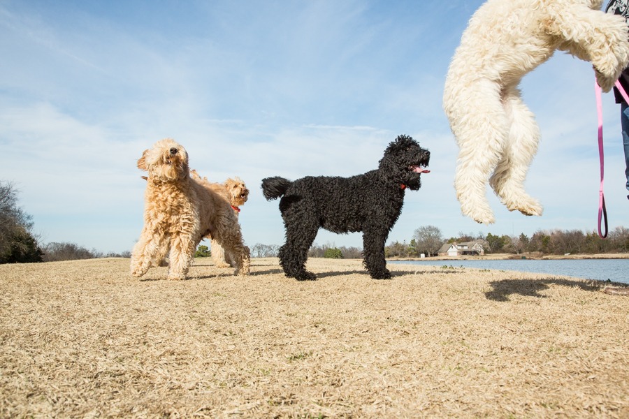 Labradoodle puppy Breeder Aussiedoodle and Labradoodle Puppies Australian L...
