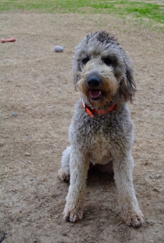 retired goldendoodles for sale