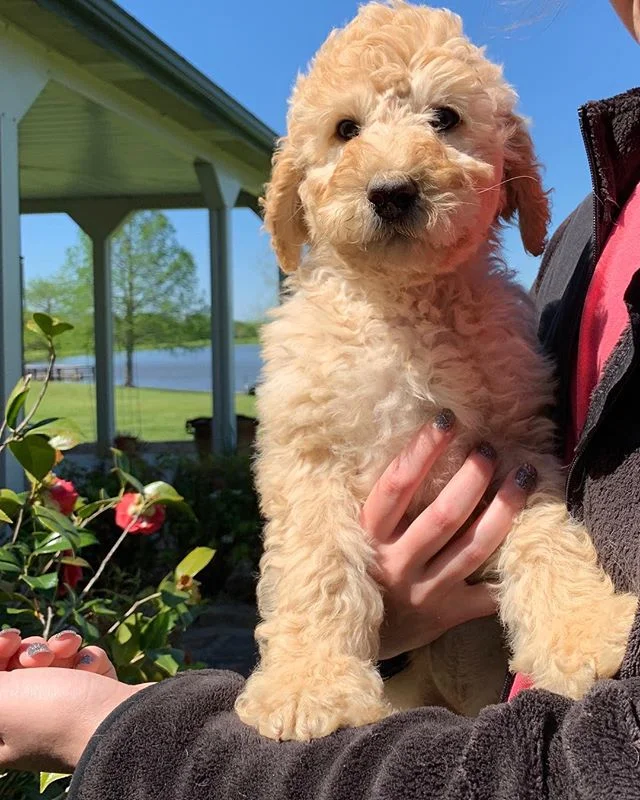 Lake Country Labradoodles