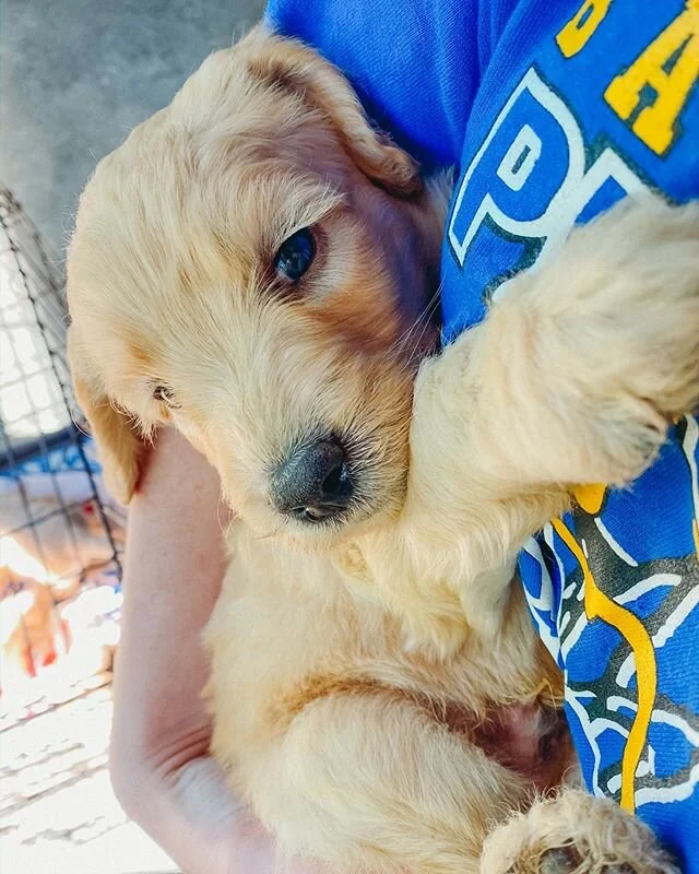 Labradoodle Puppies Dallas Texas San Antonio Labradoodle Puppies For