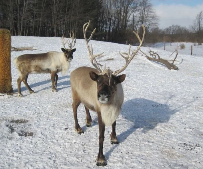 Reindeer Ranch