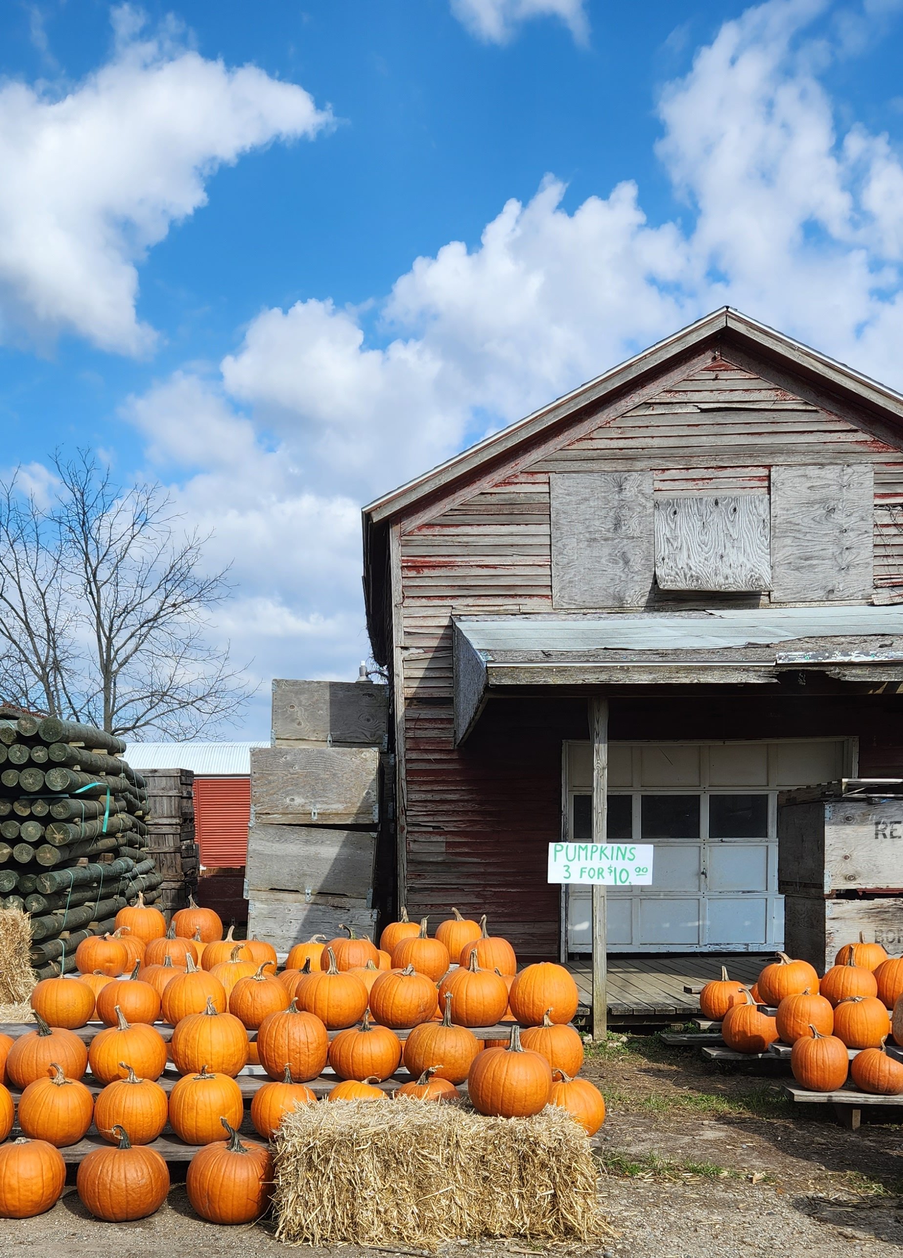 Pumpkin Time in Bainbridge