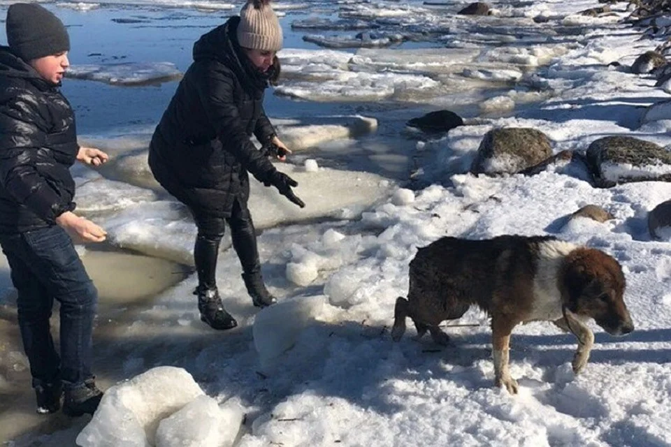 Настоящий герой: Школьник спас тонущую собаку из залива в Петербурге