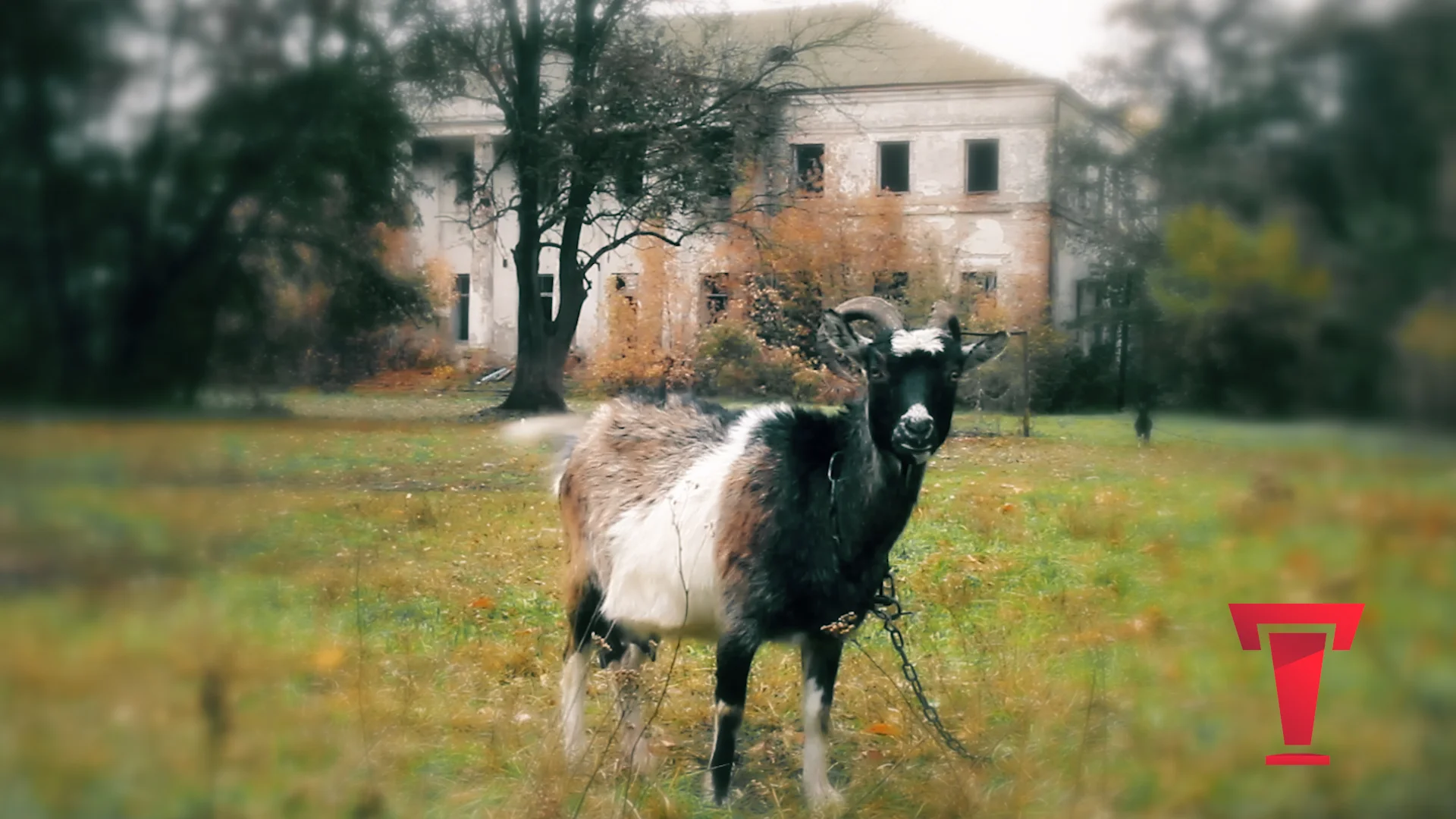 Заброшенный мир: новый проект о позорном равнодушии нашего поколения к прошлому. Первый выпуск — усадьба Безбородко в Гринево. ВИДЕО