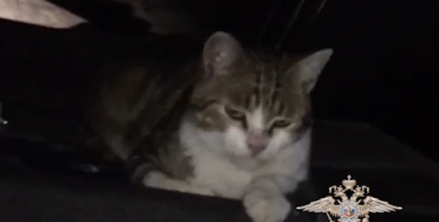 В деле о поставке наркотиков в тульскую колонию потерялся главный вещдок. Это кот-наркокурьер. ВИДЕО