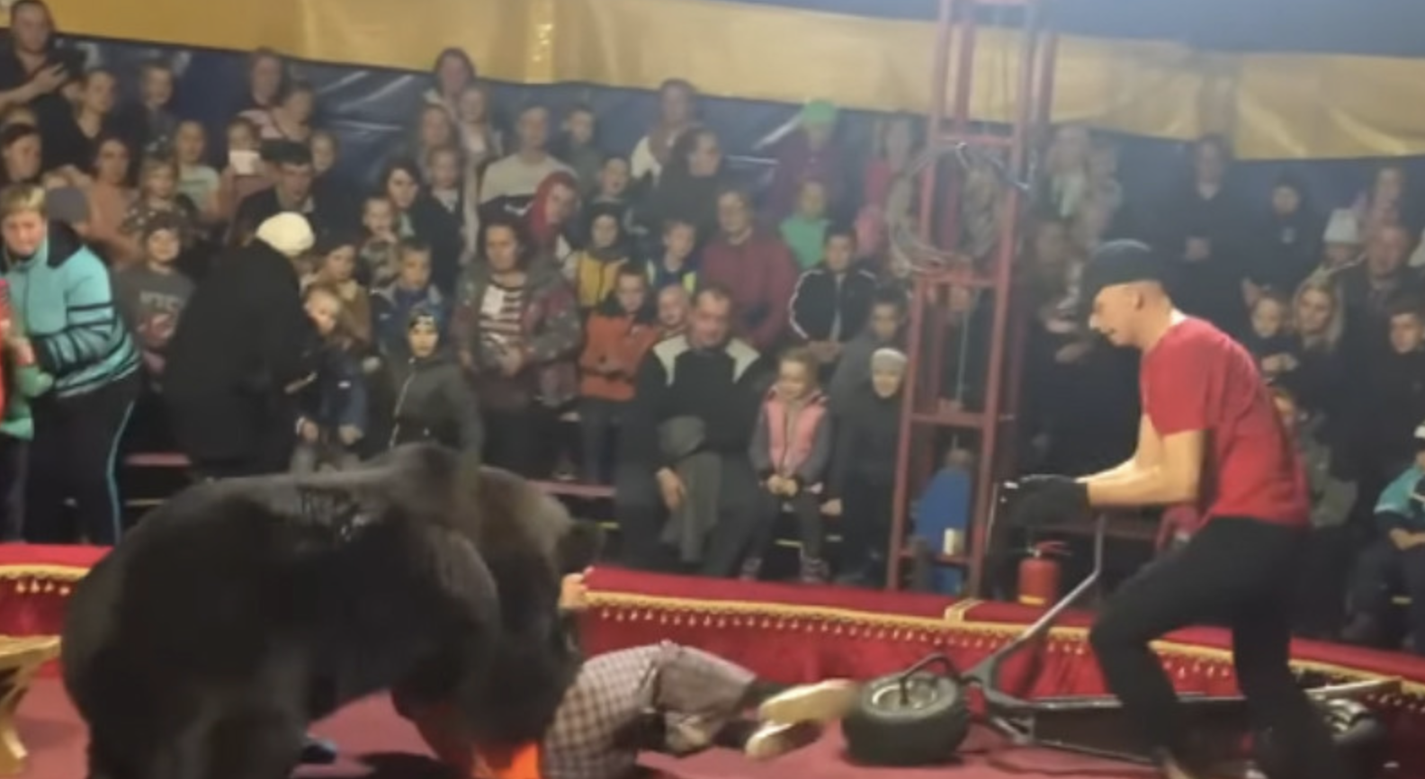 Медведь напал на человека во время циркового представления в Карелии. ВИДЕО