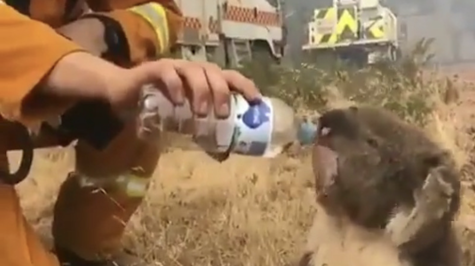 Австралия лишилась более миллиарда животных в результате катастофических пожаров, жители обвиняют премьер-министра, который ходит в бронежилете, опасаясь покушения. ВИДЕО