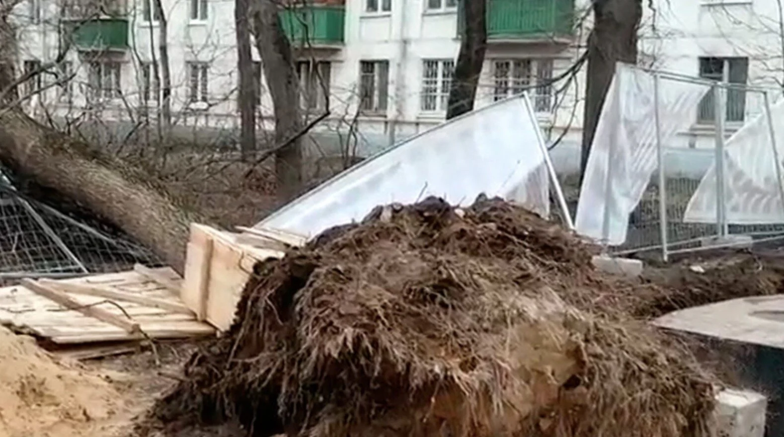 В Москве и области штормовой ветер повалил 100 деревьев, есть жертвы