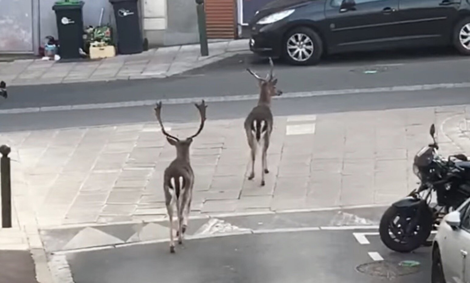 Когда нет людей: олени в Париже, шакалы в Тель-Авиве, крокодилы на пляжах Мексики. ФОТО, ВИДЕО