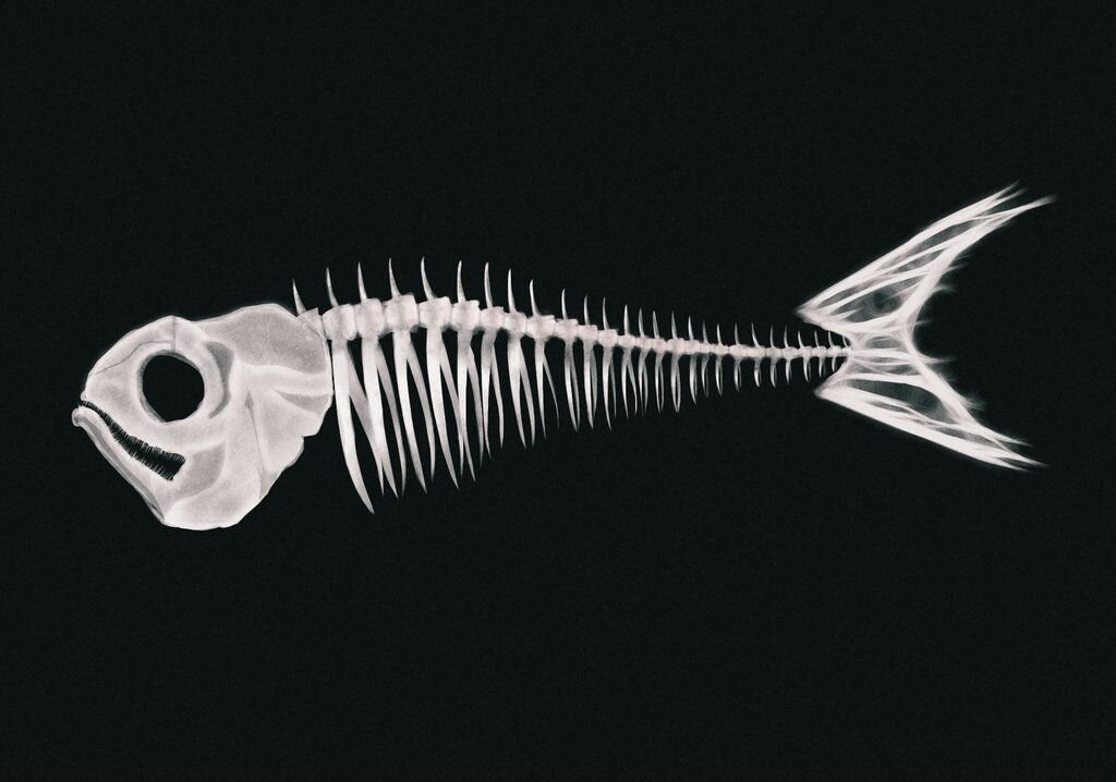 Позвоночник неподвижно соединен с черепом у рыб. Кости рыбы. Рыбьи кости. Скелет рыбы. Кости от рыбы.