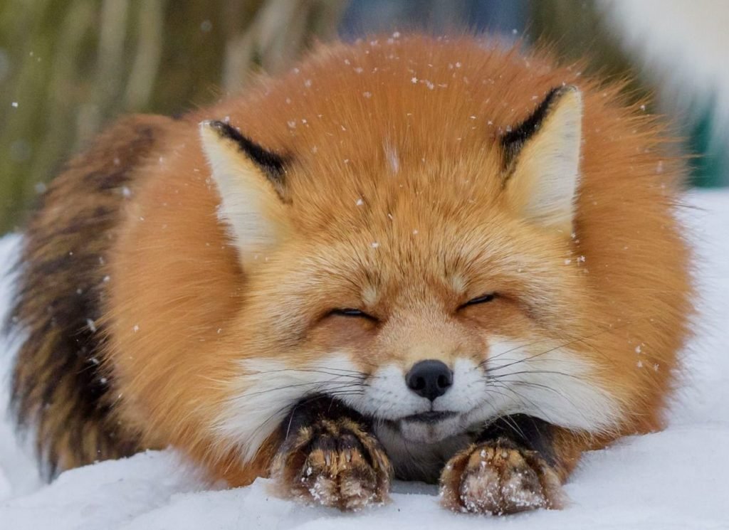 В Петропавловске-Камчатском застрелили прирученную лису — разразился скандал